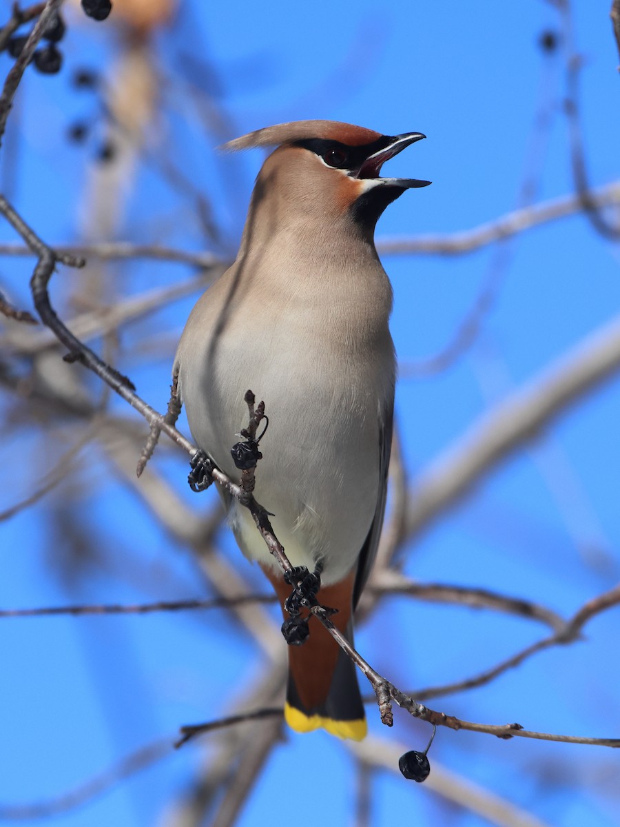 Bohemian Waxwing - ML545853851