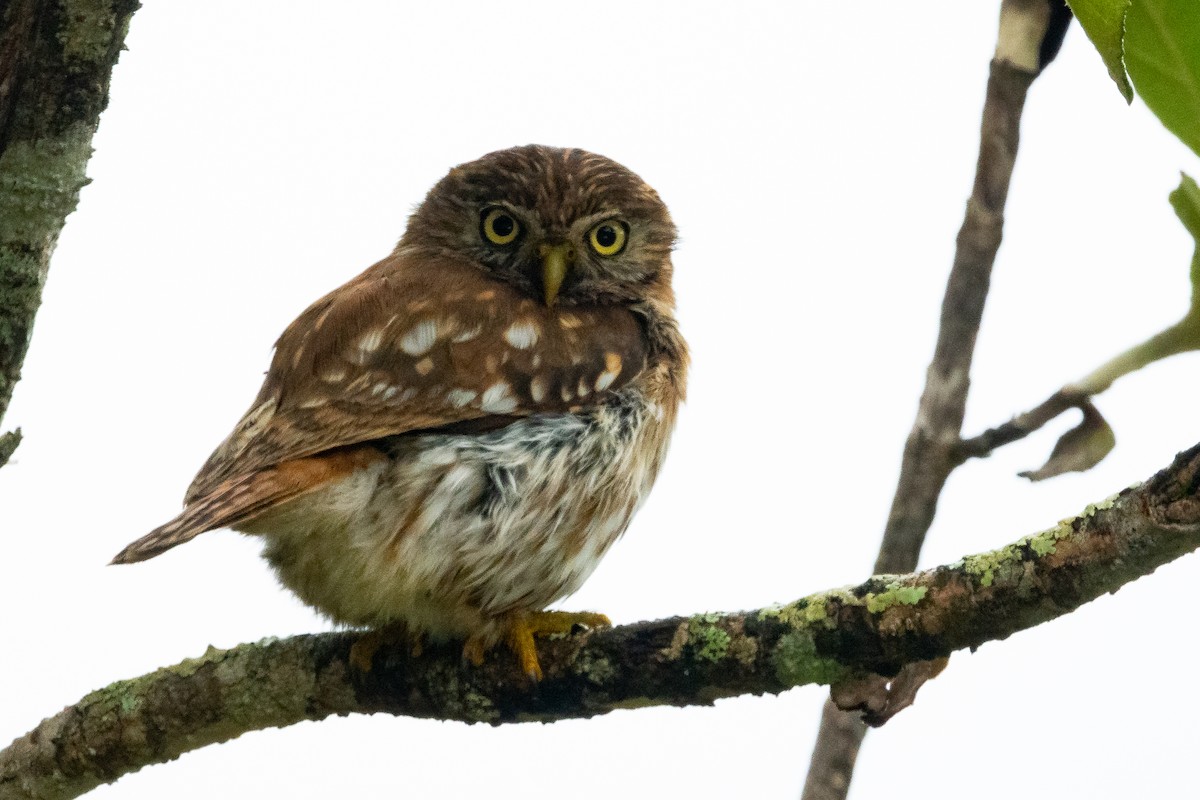 Peruvian Pygmy-Owl - ML545853991