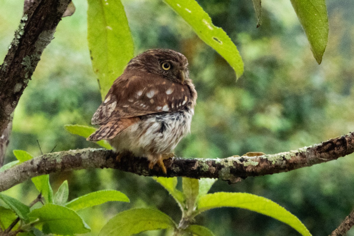 Peruvian Pygmy-Owl - ML545854001