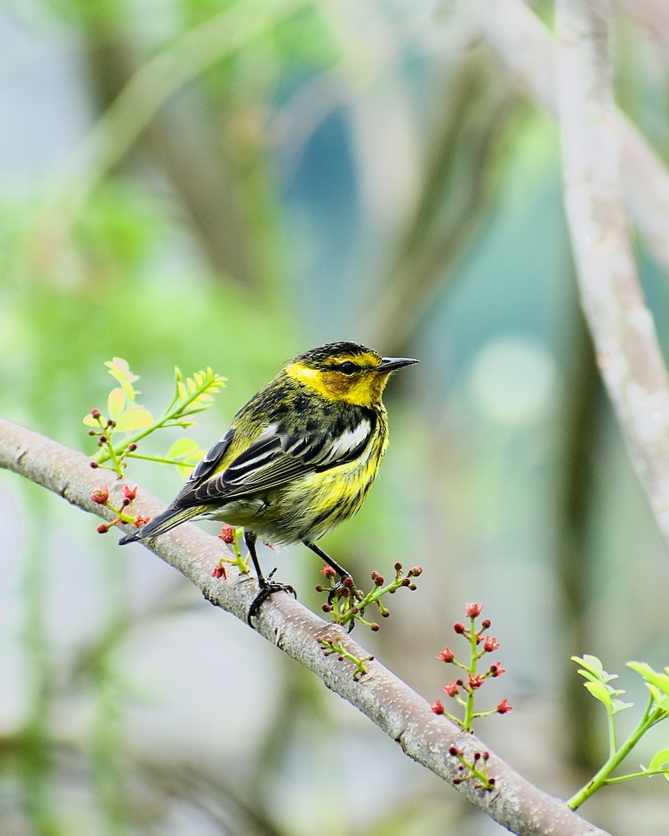 Cape May Warbler - Roberto Jovel