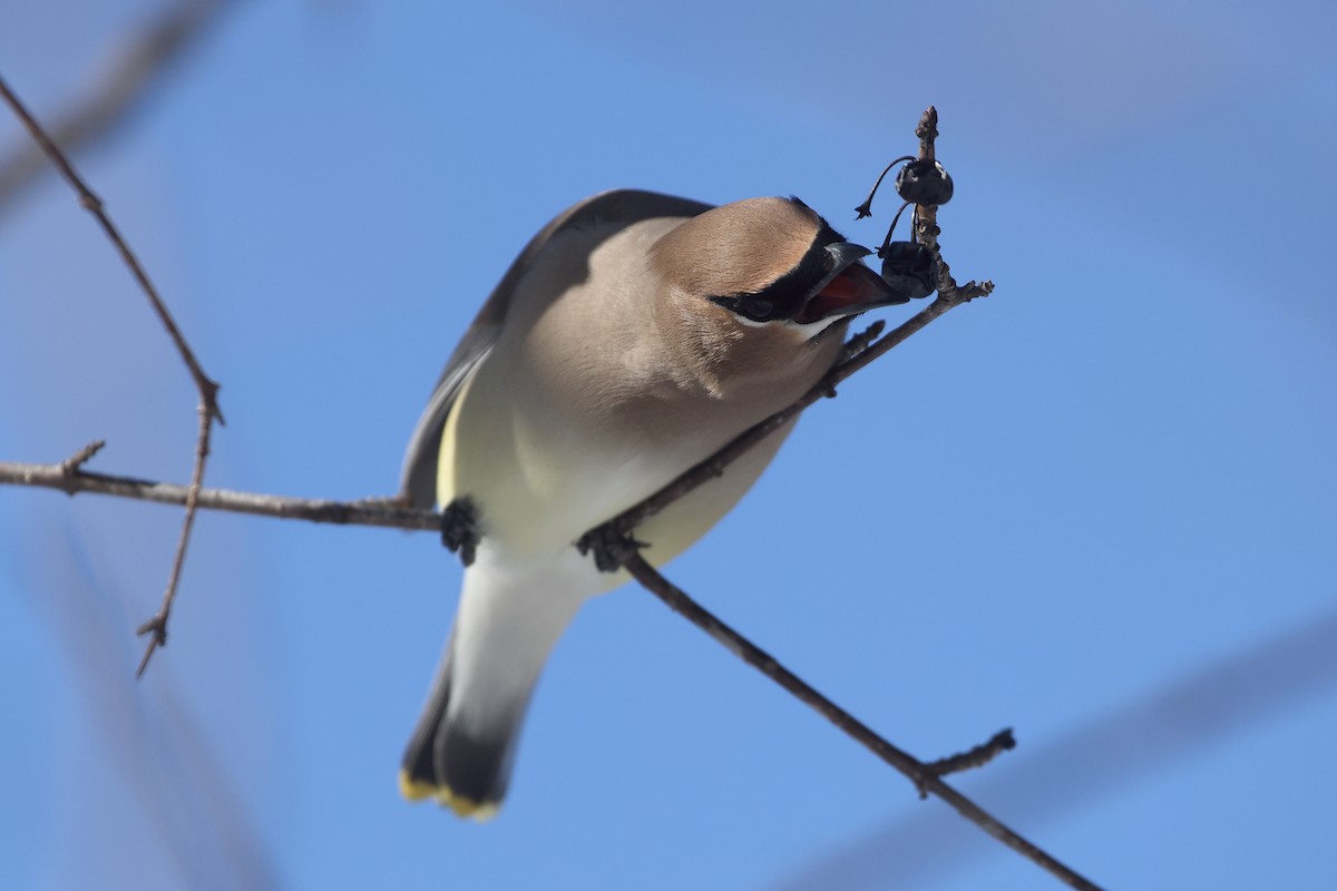 Cedar Waxwing - Gang Wu