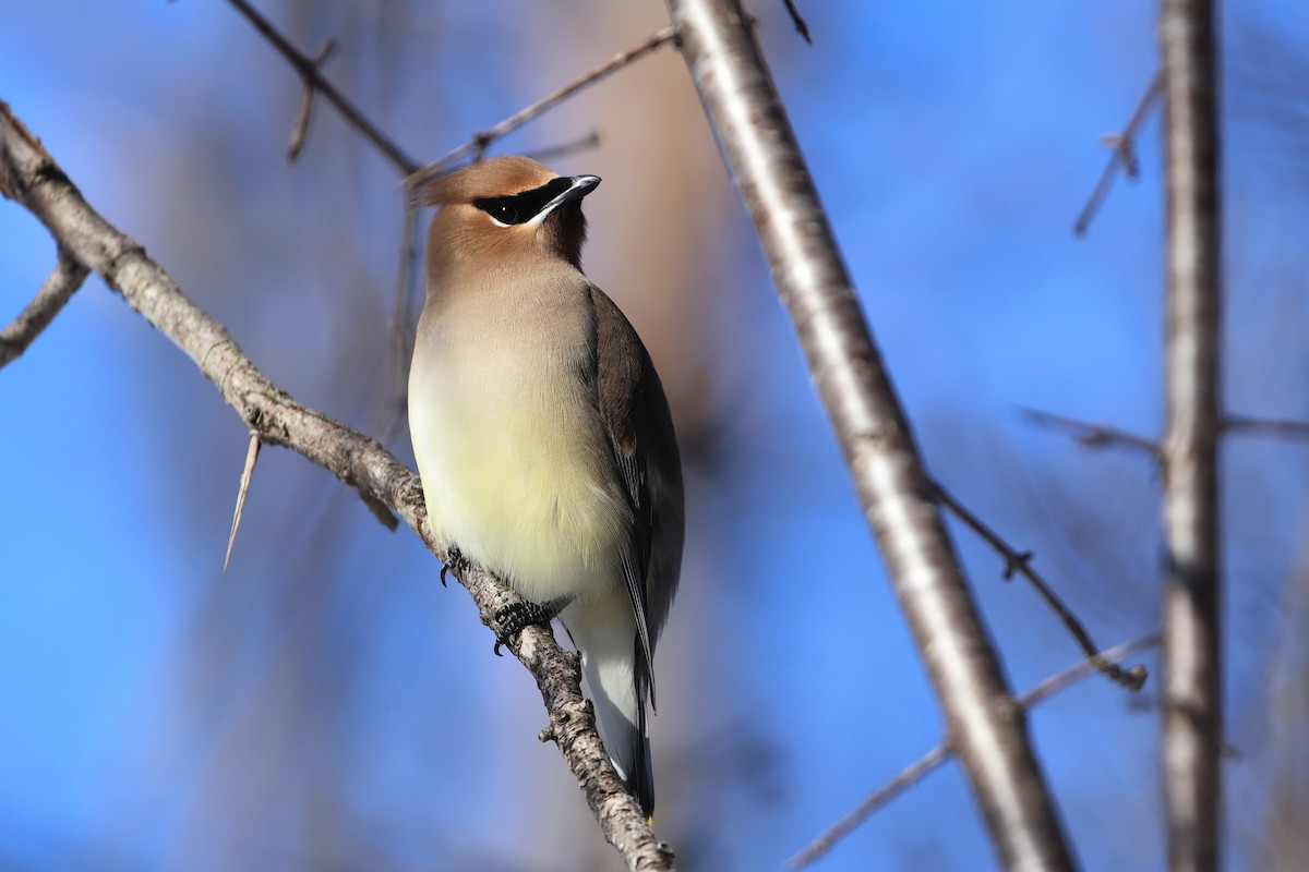 Cedar Waxwing - ML545854121