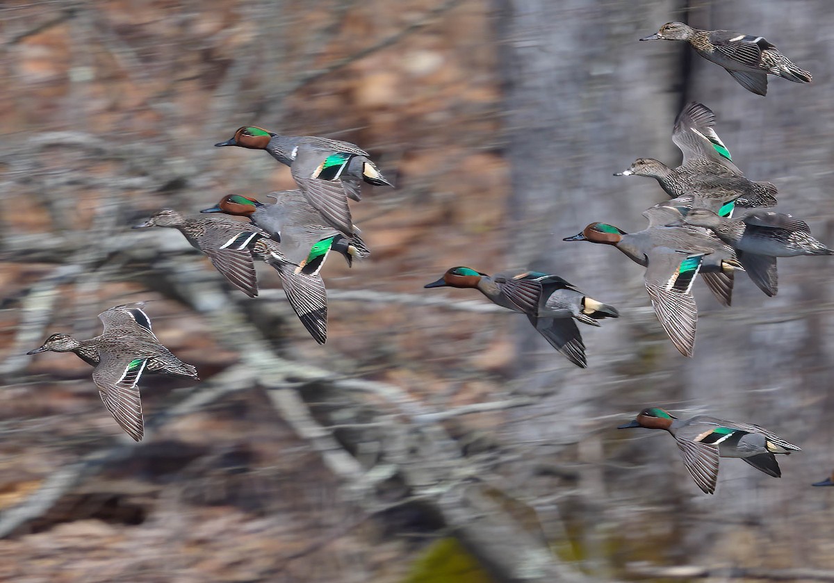 Green-winged Teal - ML545856721