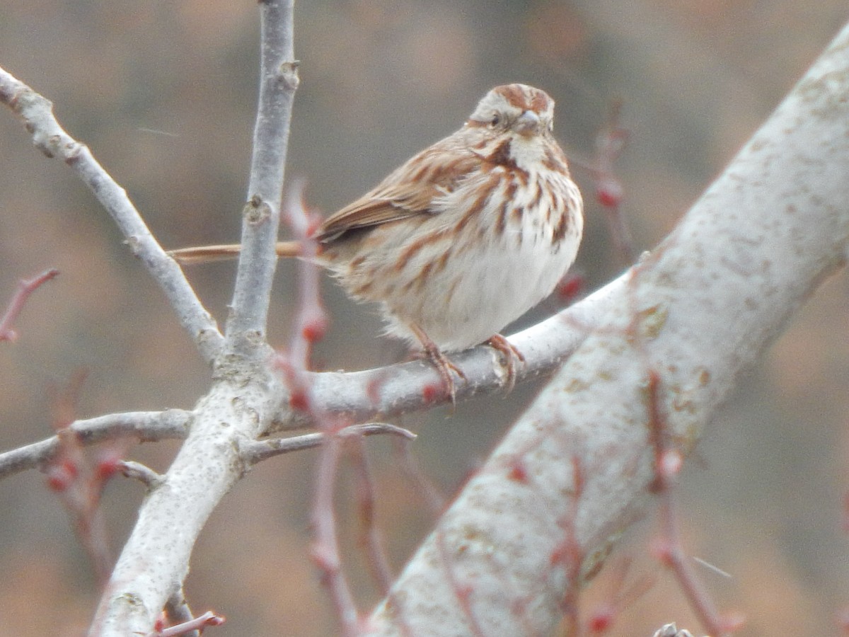 Song Sparrow - ML545856731