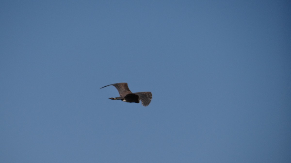 Yellow-crowned Night Heron - ML54585751