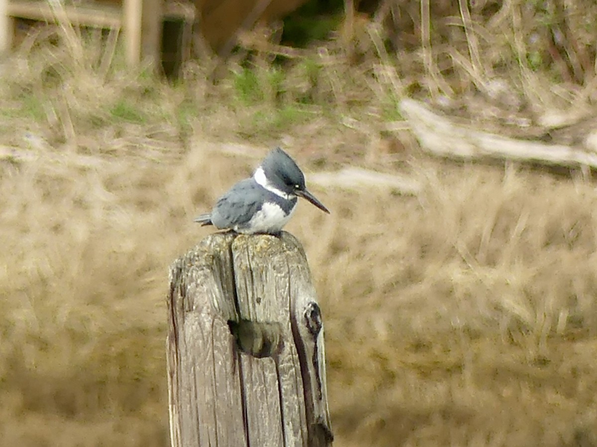 Belted Kingfisher - Philip Dickinson