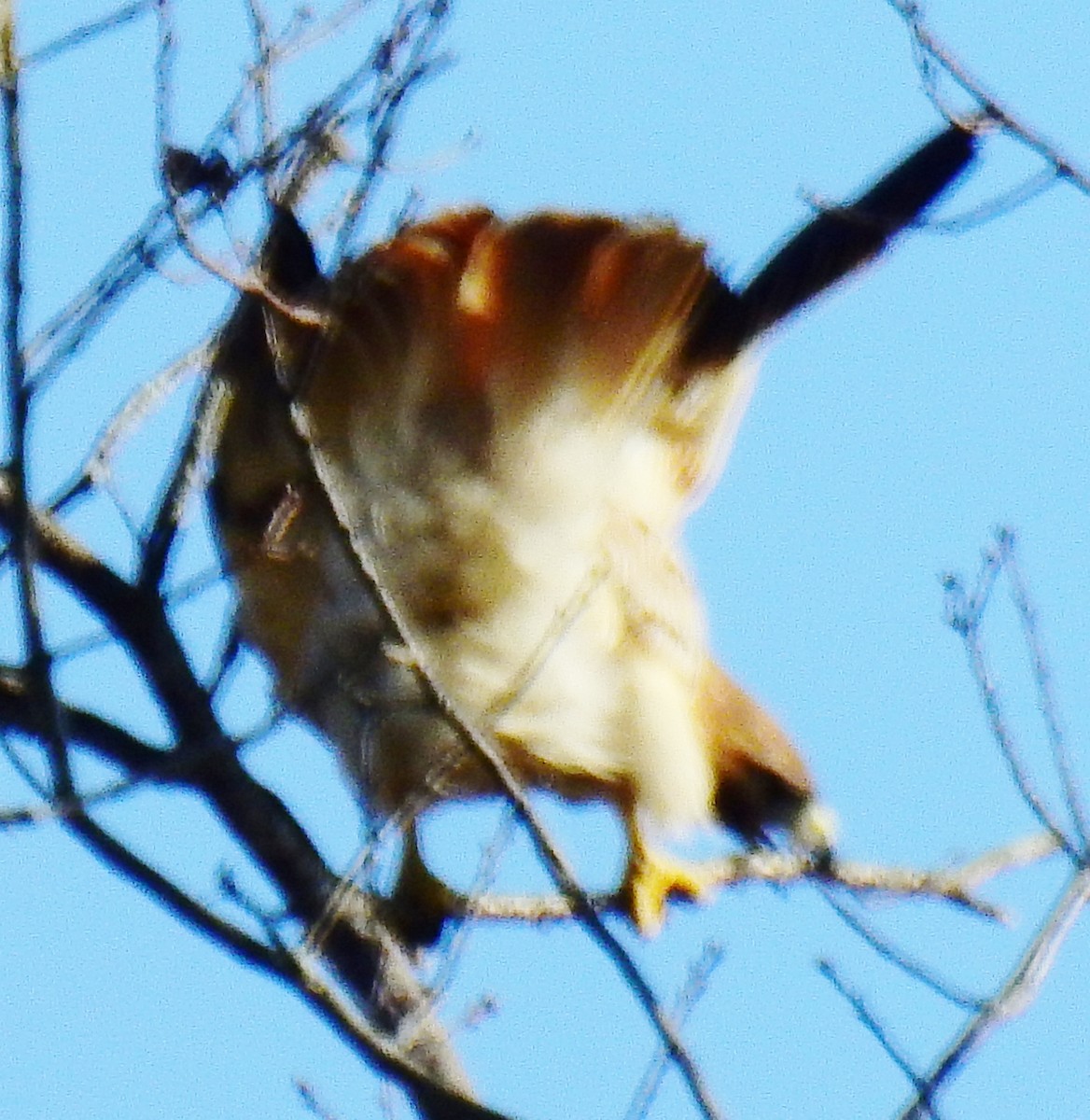 Канюк неоарктичний - ML54585811