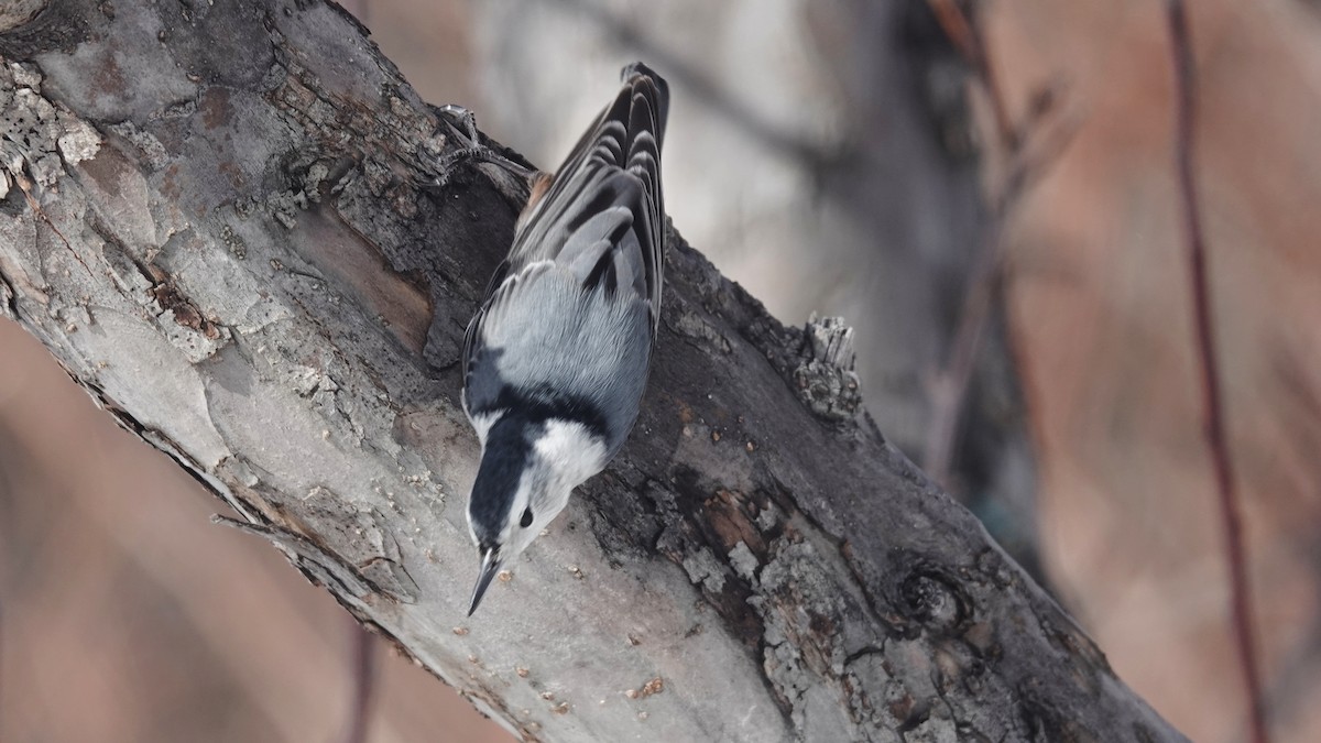 White-breasted Nuthatch - ML545858681