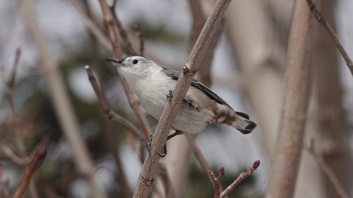 White-breasted Nuthatch - ML545858751