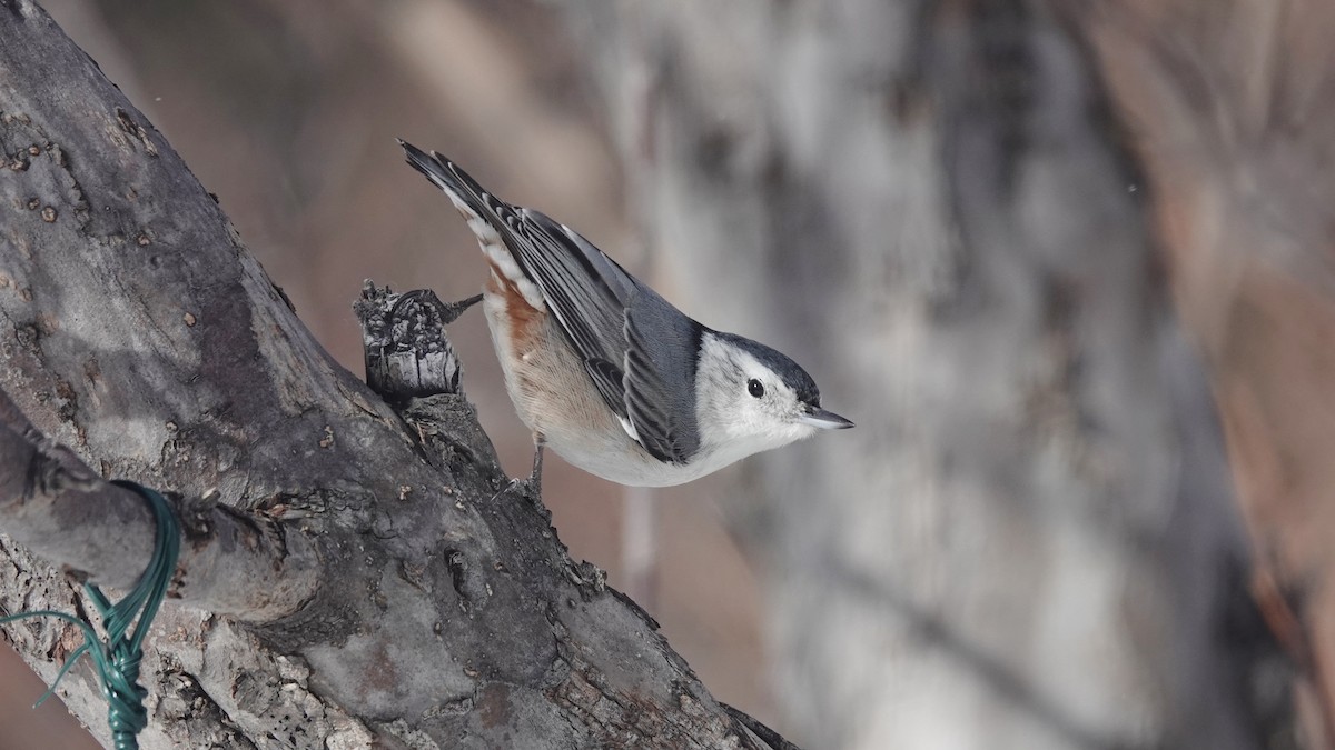 White-breasted Nuthatch - Barry Day