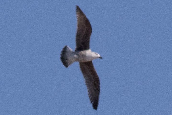 Great Black-backed Gull - ML545859871