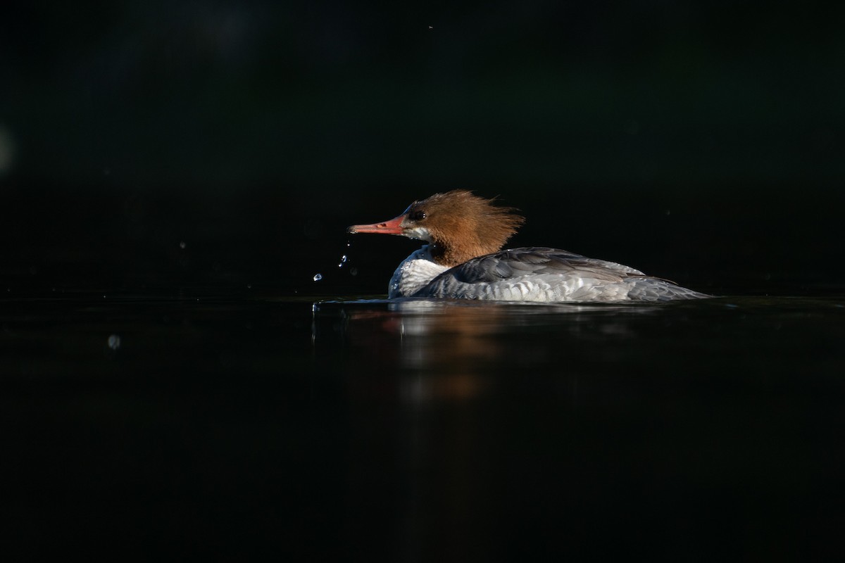 Common Merganser - ML545859951