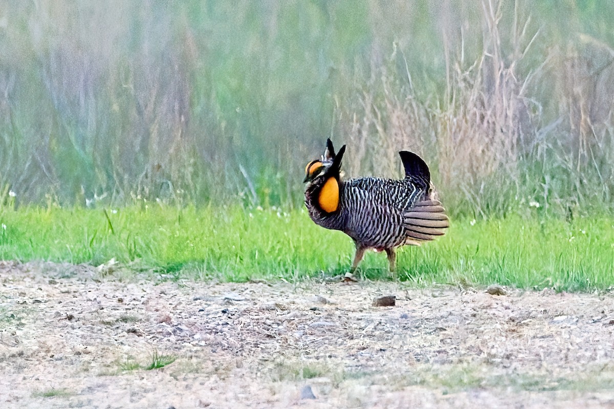 Greater Prairie-Chicken (Attwater's) - ML545860081