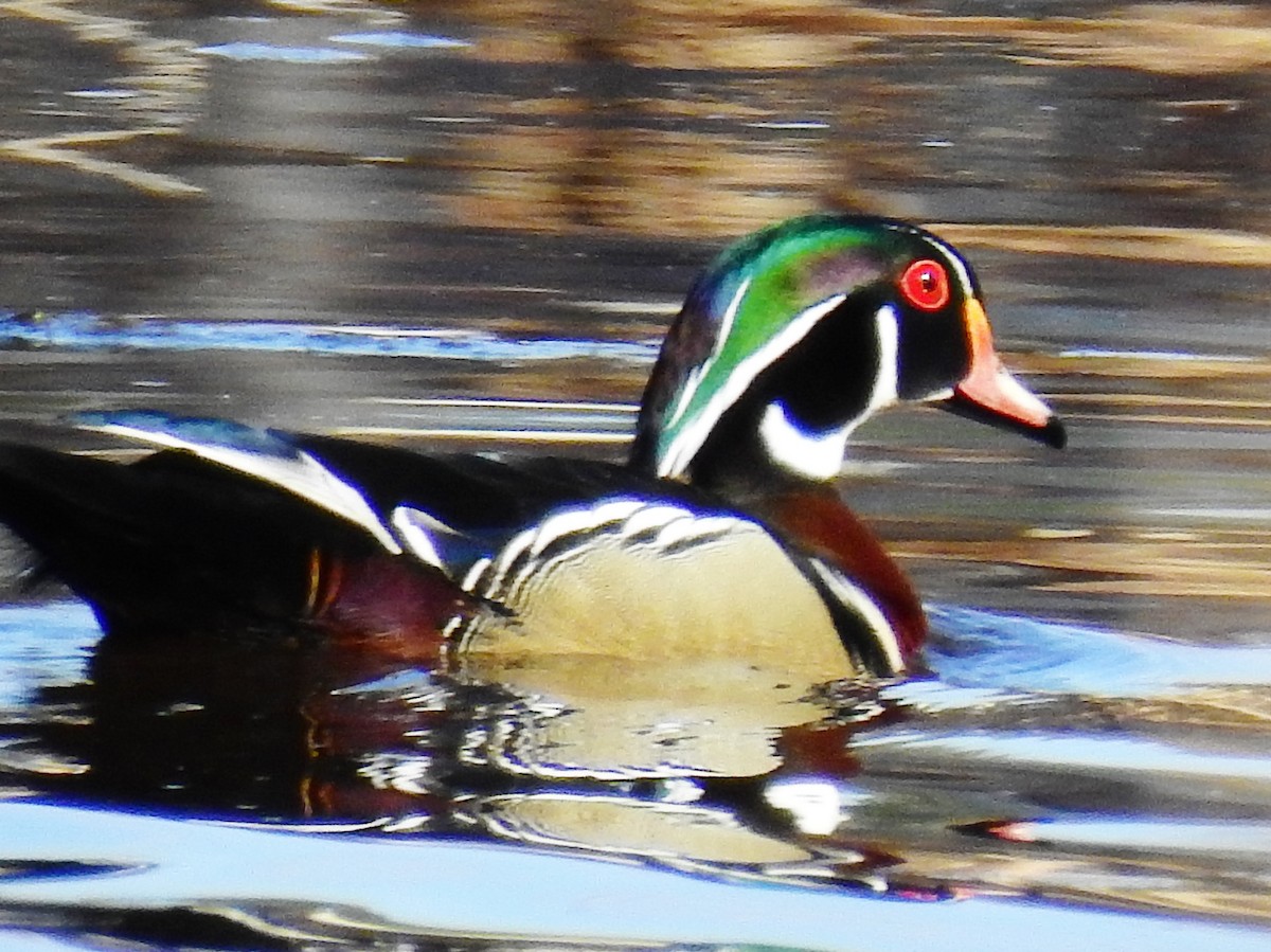 Каролінка - ML54586011