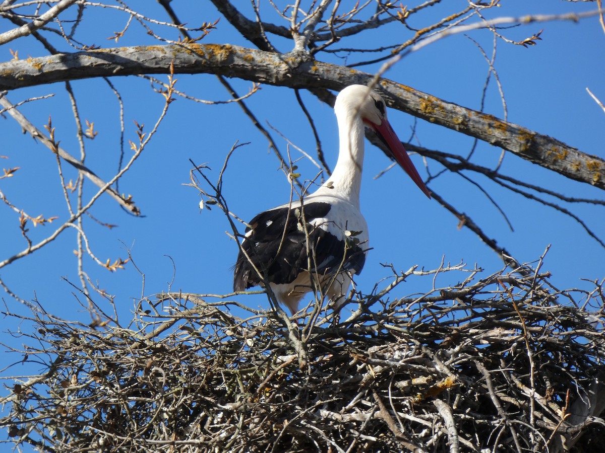 White Stork - ML545860181