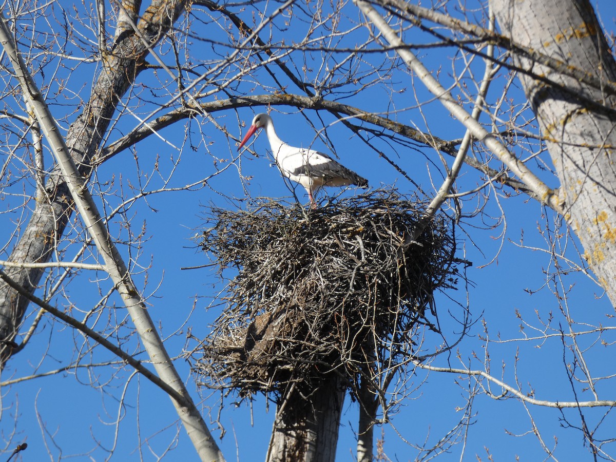 White Stork - ML545860191