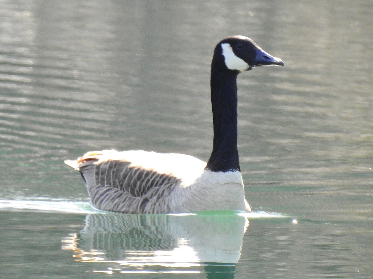 Казарка канадська - ML54586061