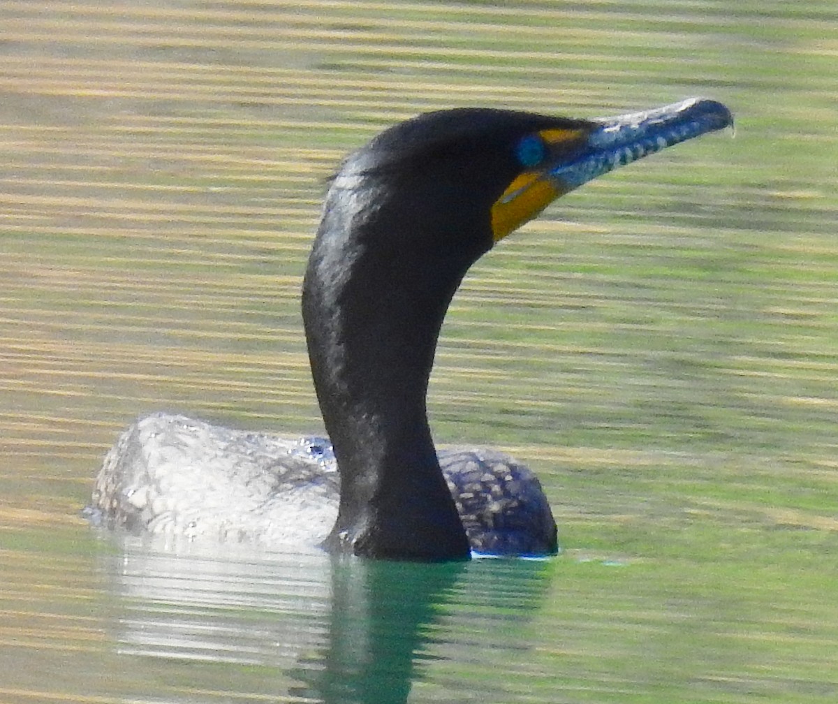 Баклан вухатий - ML54586091