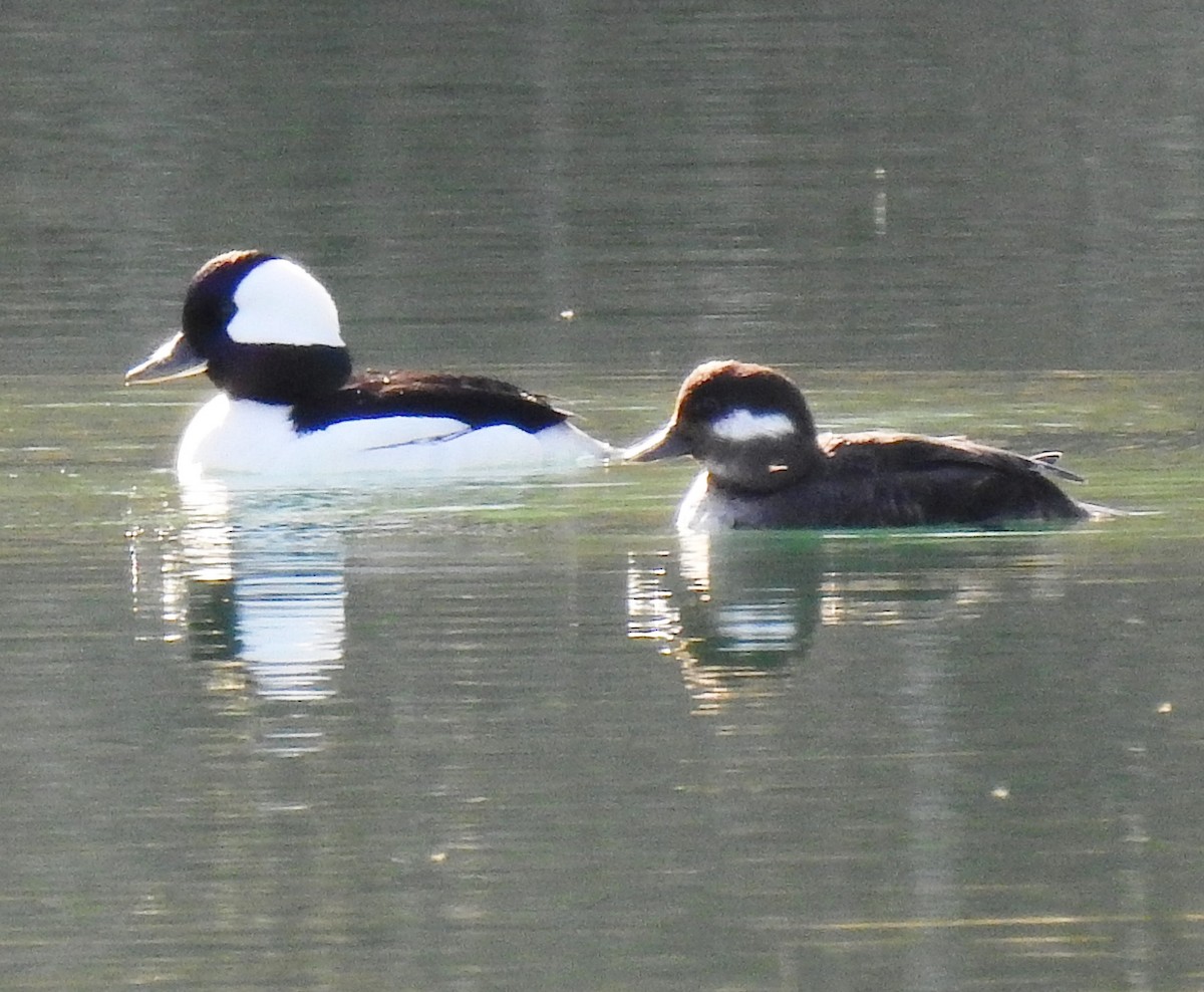 Гоголь малий - ML54586151