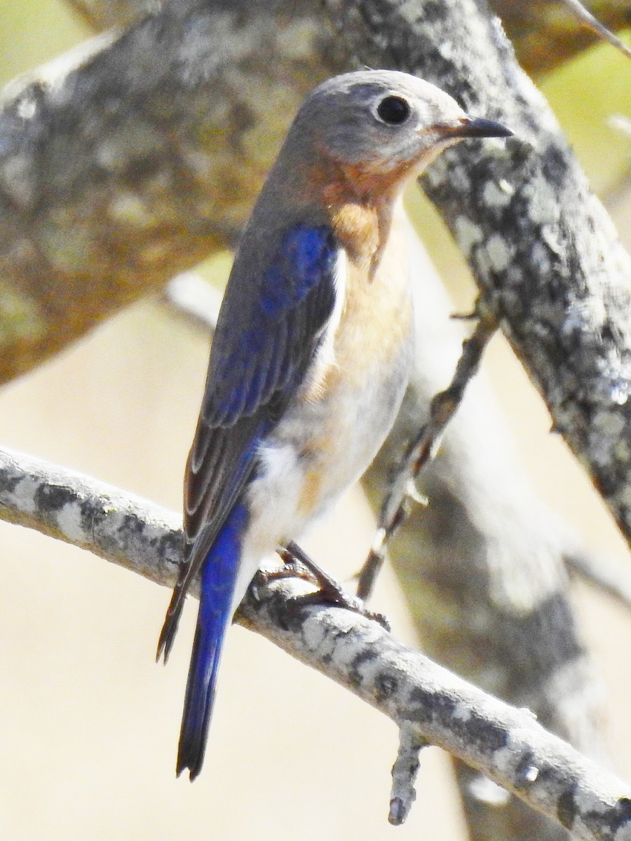 Блакитник східний - ML54586301