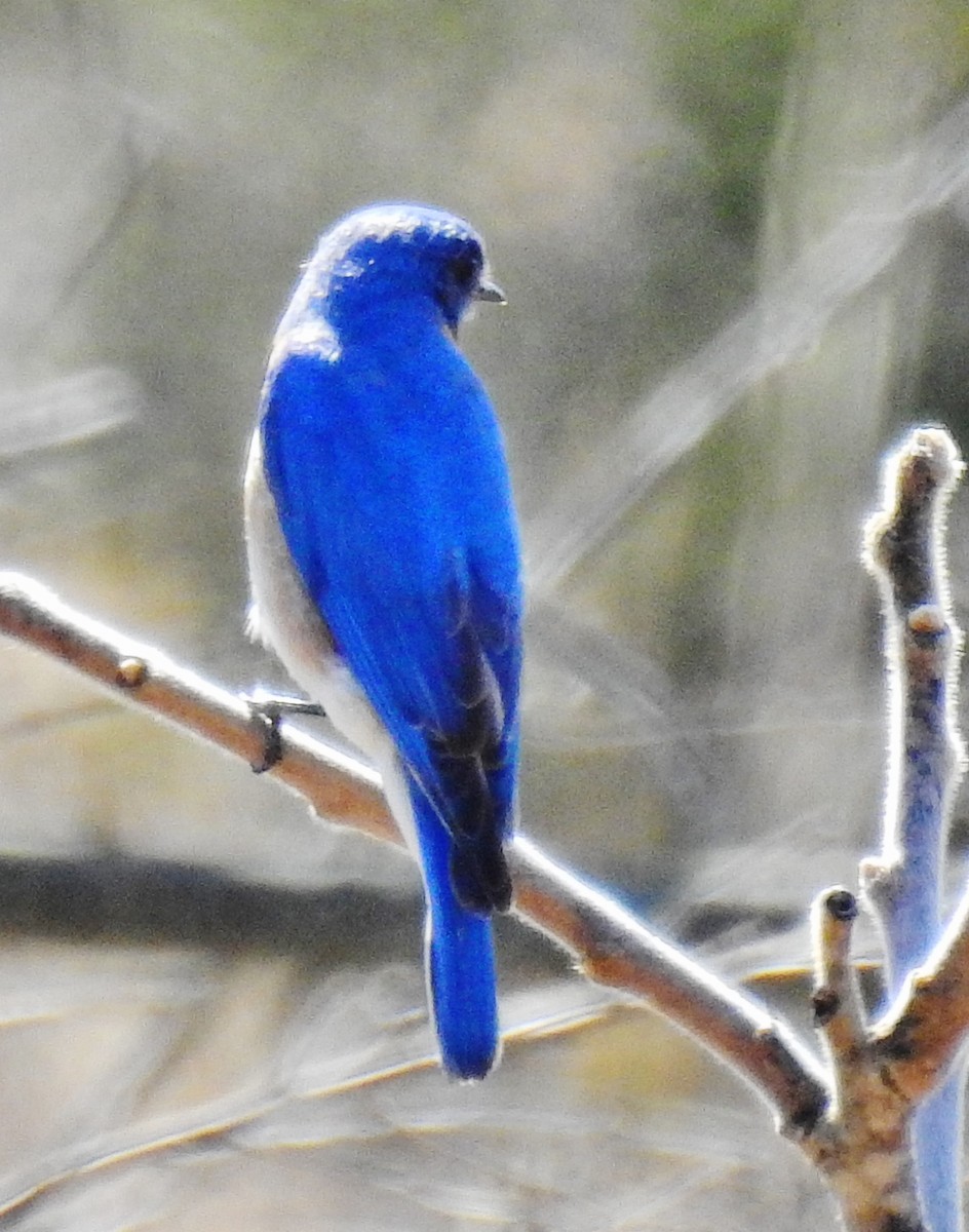 Блакитник східний - ML54586311