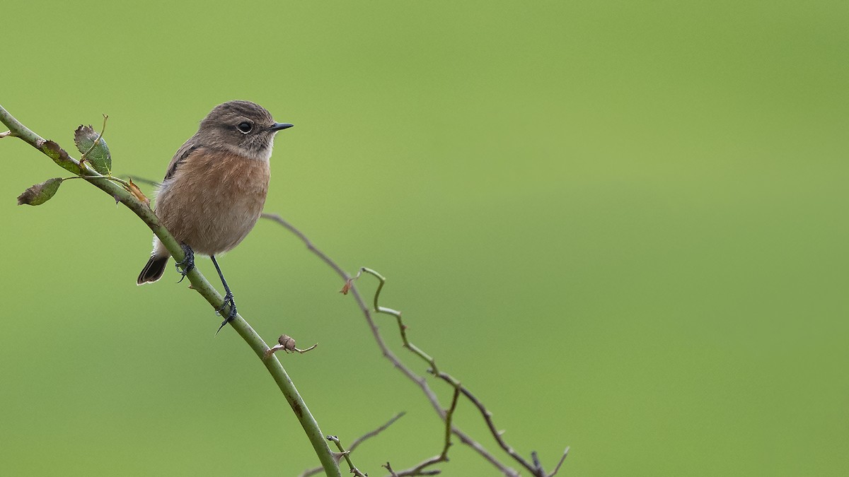 European Stonechat - ML545863121