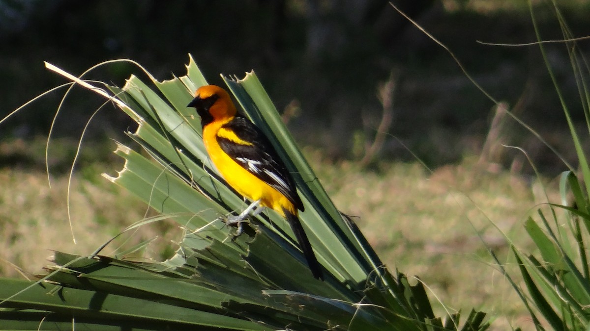 Oriole à gros bec - ML54586451