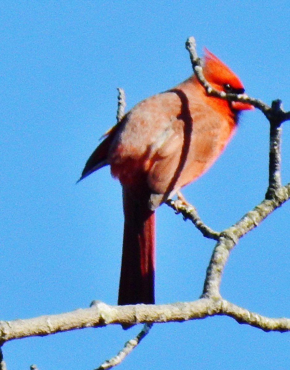 Кардинал червоний - ML54586471