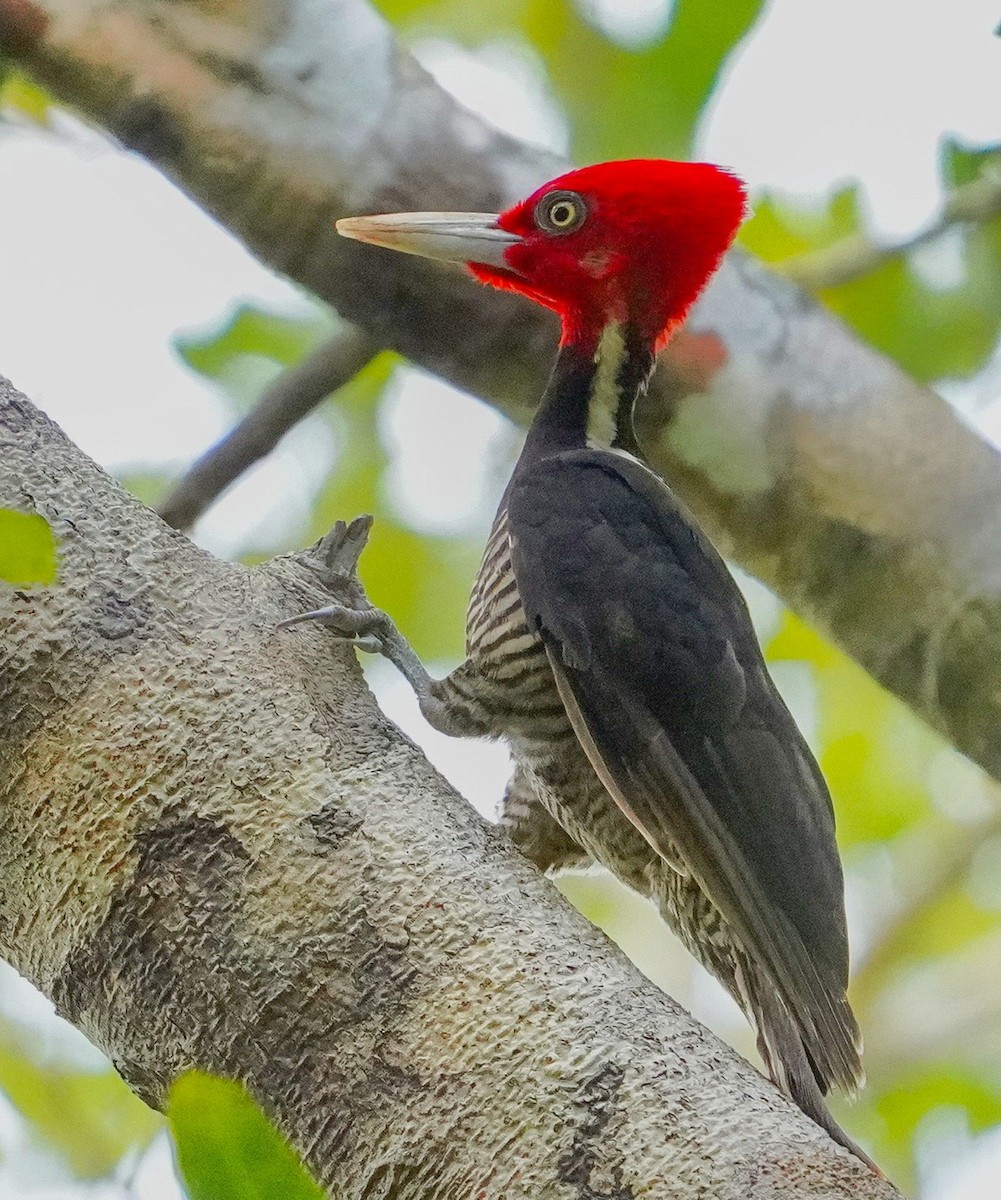 Pale-billed Woodpecker - ML545864811