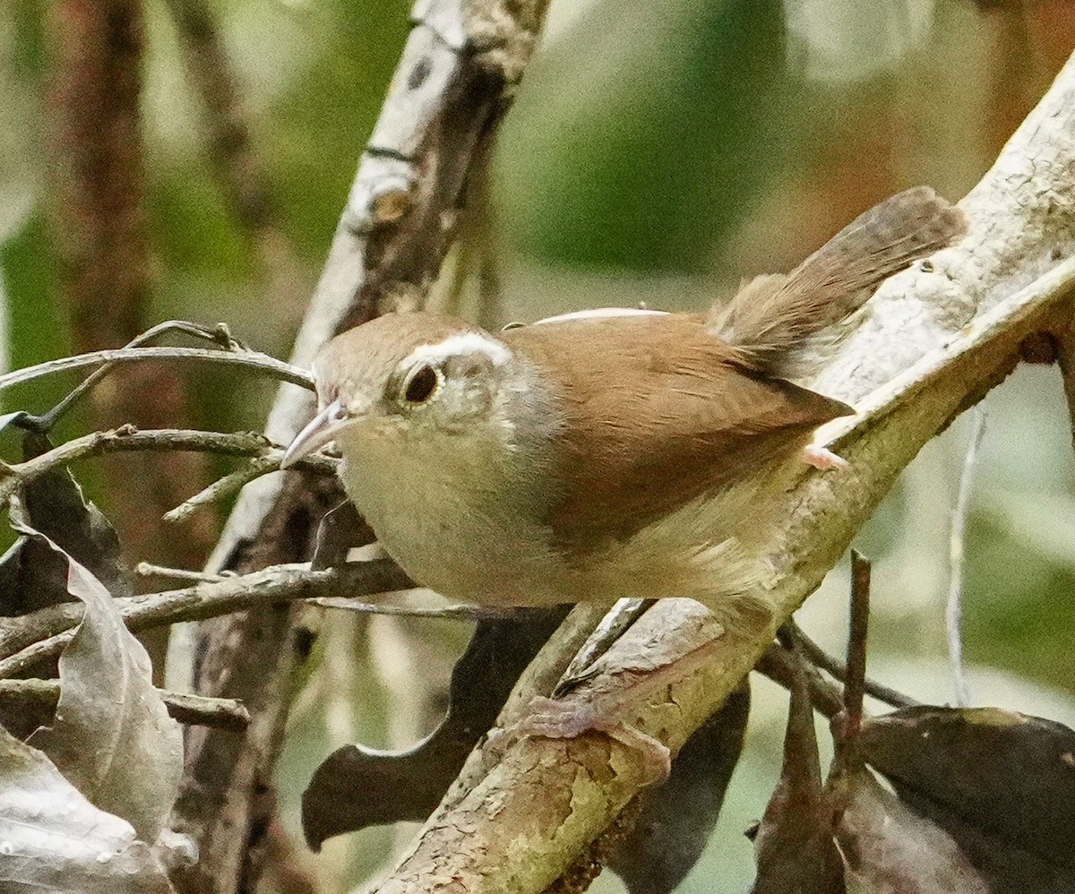 White-bellied Wren - ML545865011