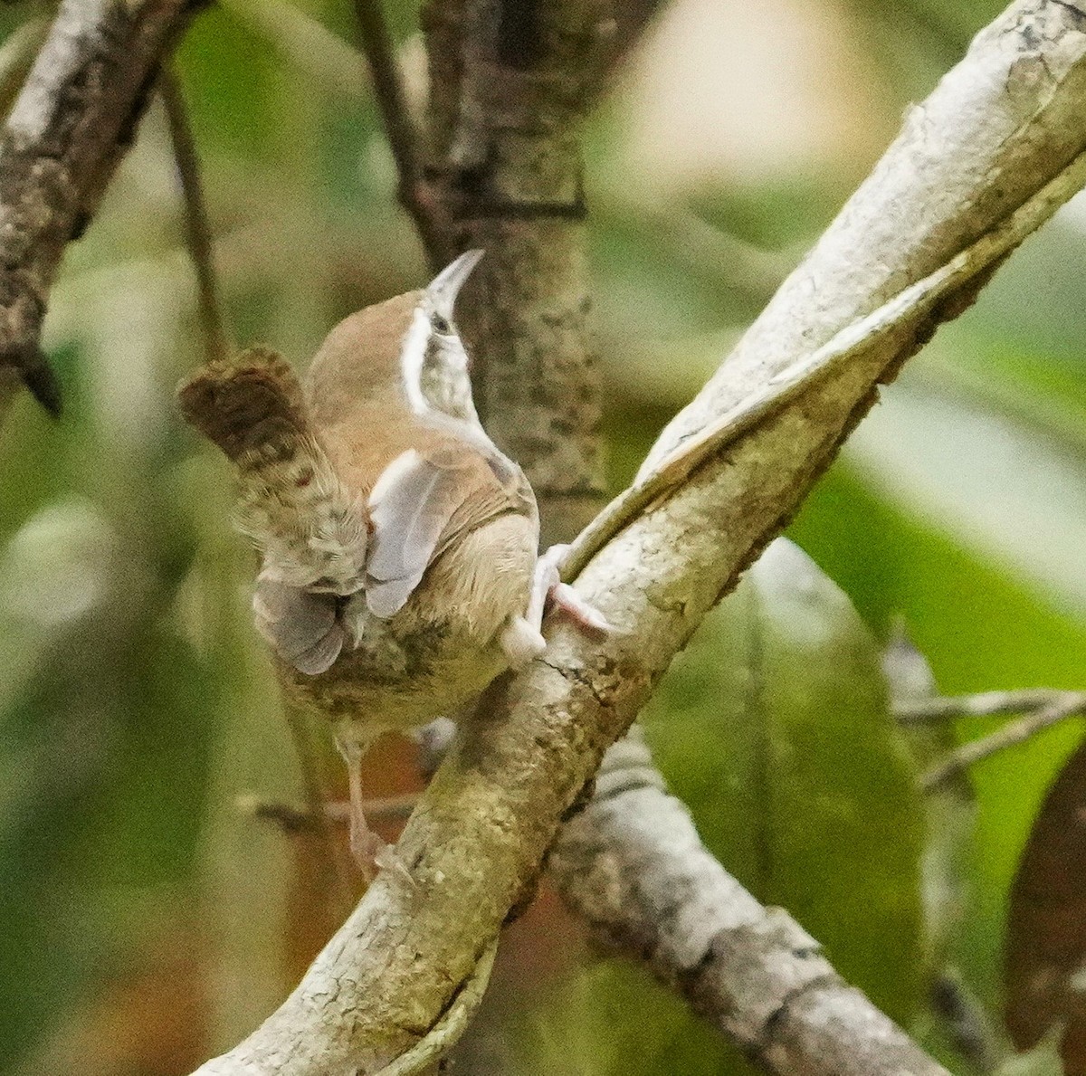 White-bellied Wren - ML545865021