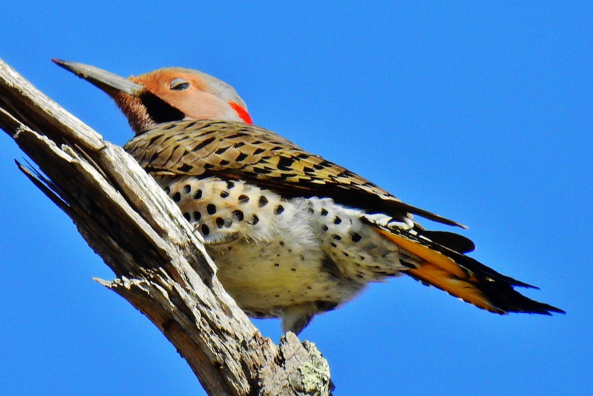 Декол золотистий - ML54586521