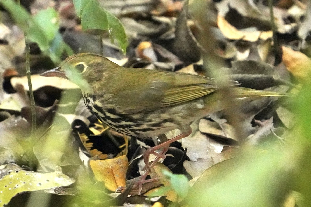 Ovenbird - ML545865361