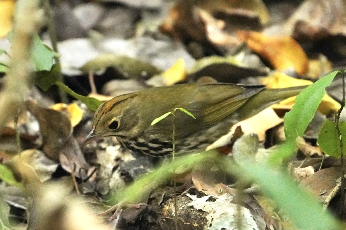 Ovenbird - ML545865381