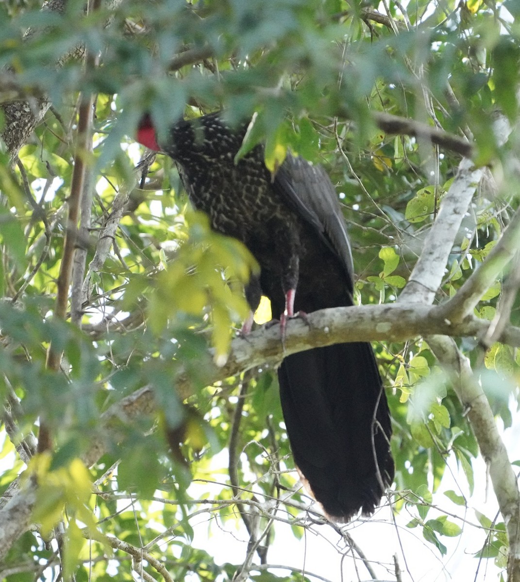 Crested Guan - ML545865571