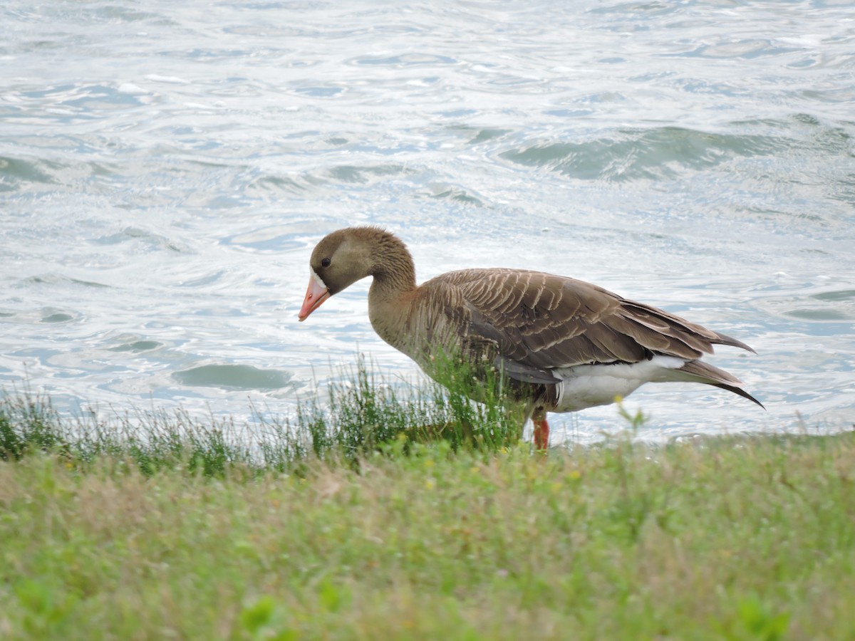 Greater White-fronted Goose - Dianne Duke