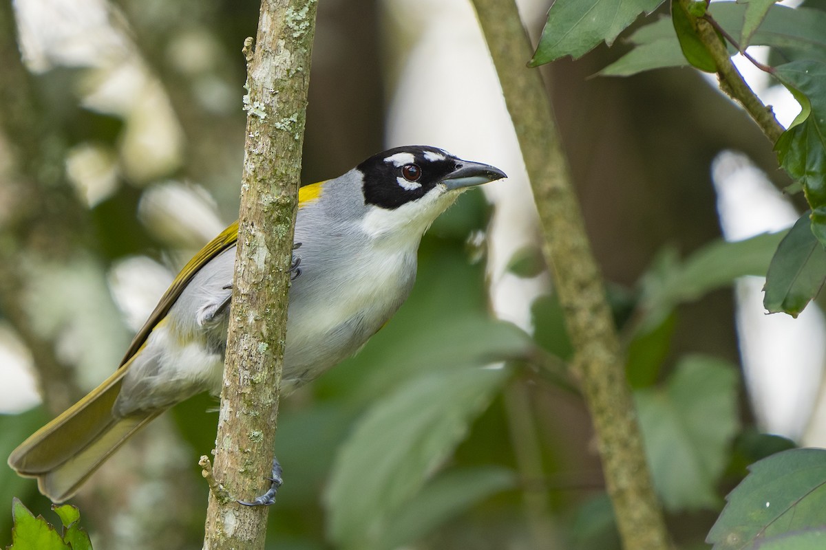 Black-crowned Palm-Tanager - Joshua Covill