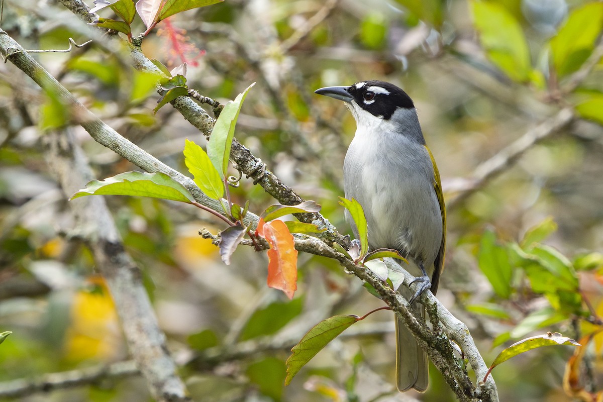 Black-crowned Palm-Tanager - Joshua Covill