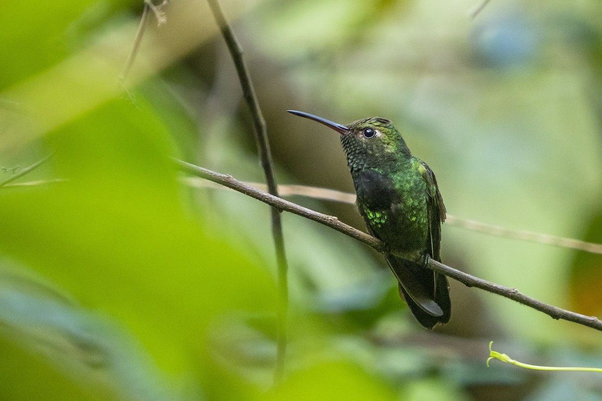 Hispaniolan Emerald - Joshua Covill