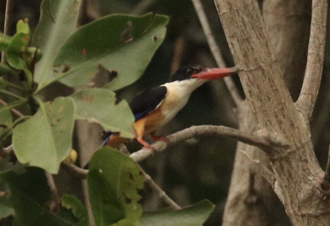 Black-capped Kingfisher - John Bruin