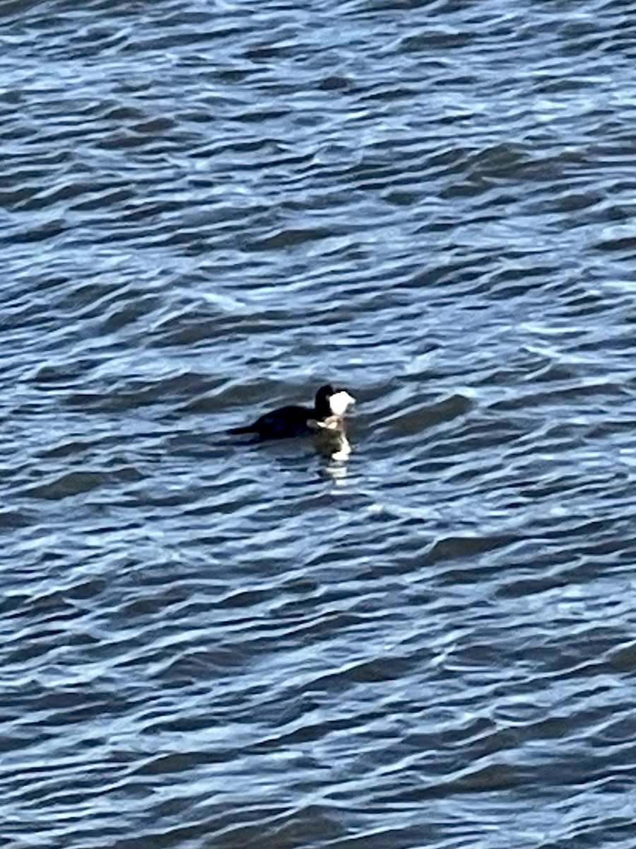 Ruddy Duck - ML545868431