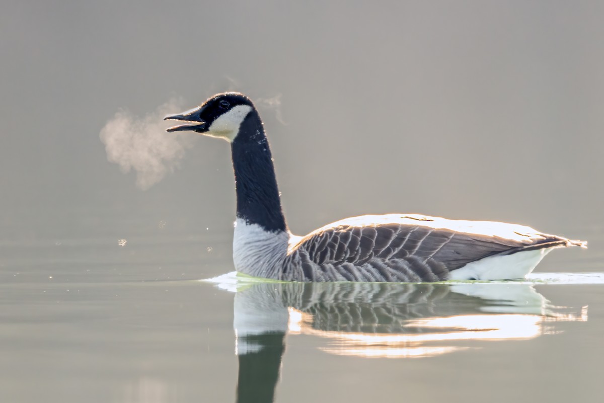 Canada Goose - ML545868441