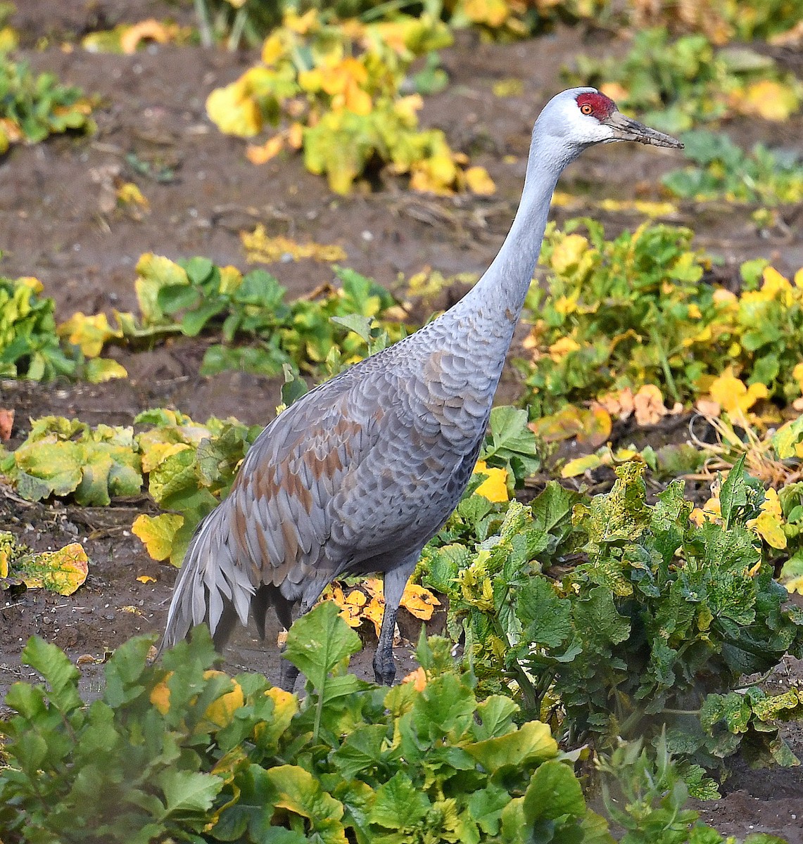 Sandhill Crane - ML545873161