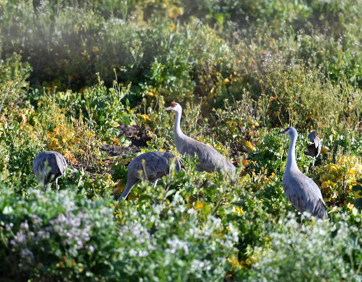 Sandhill Crane - Daniel Murphy