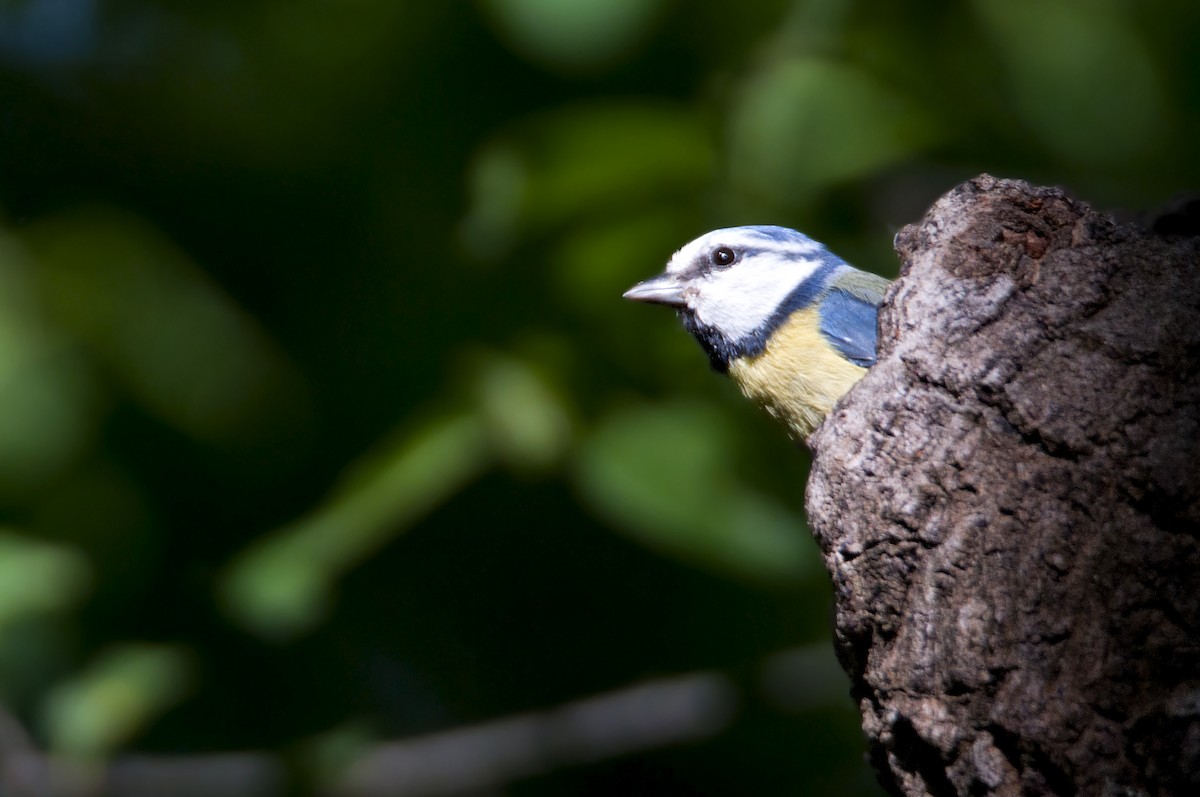 Eurasian Blue Tit - ML545873531