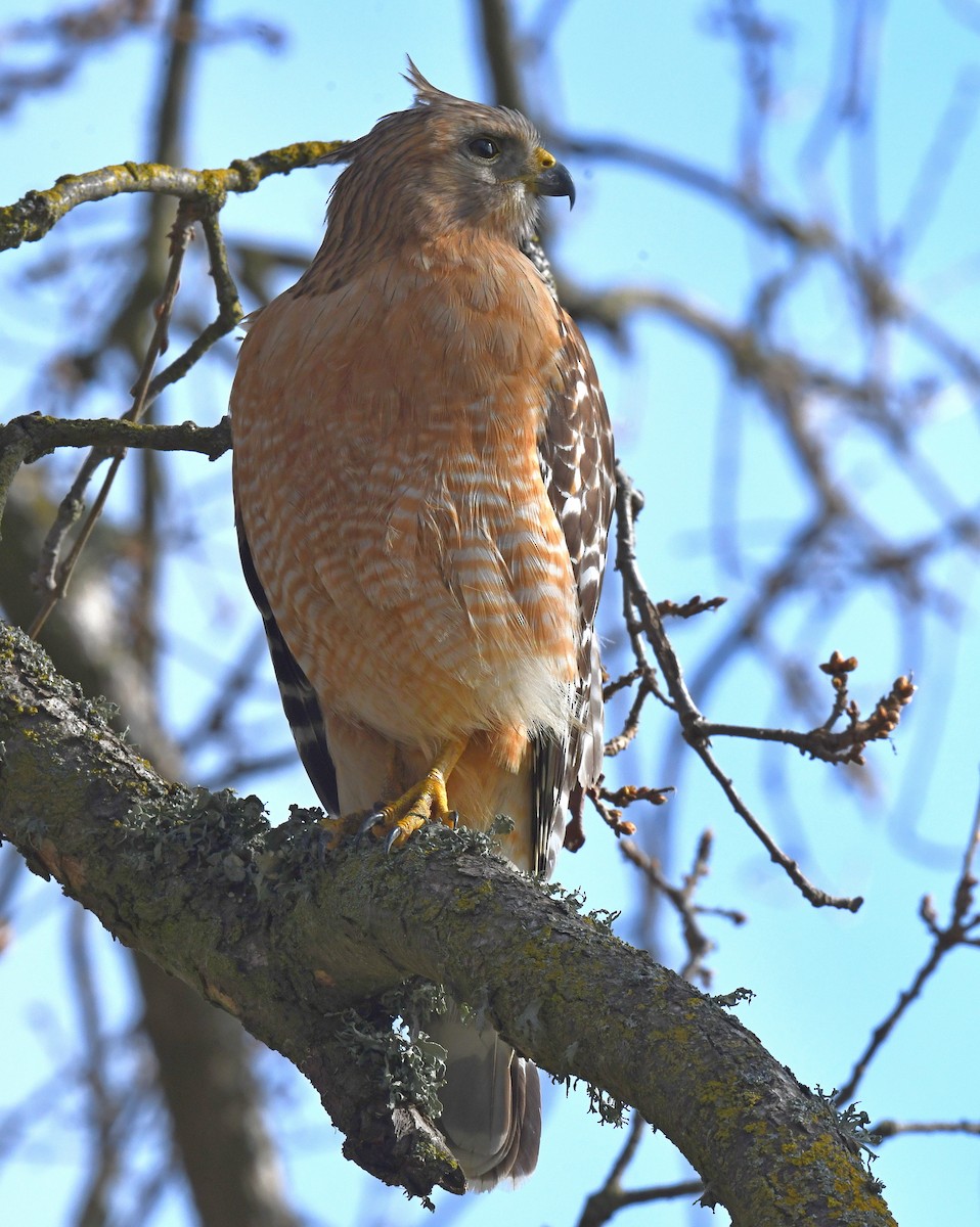 Red-shouldered Hawk - ML545874251