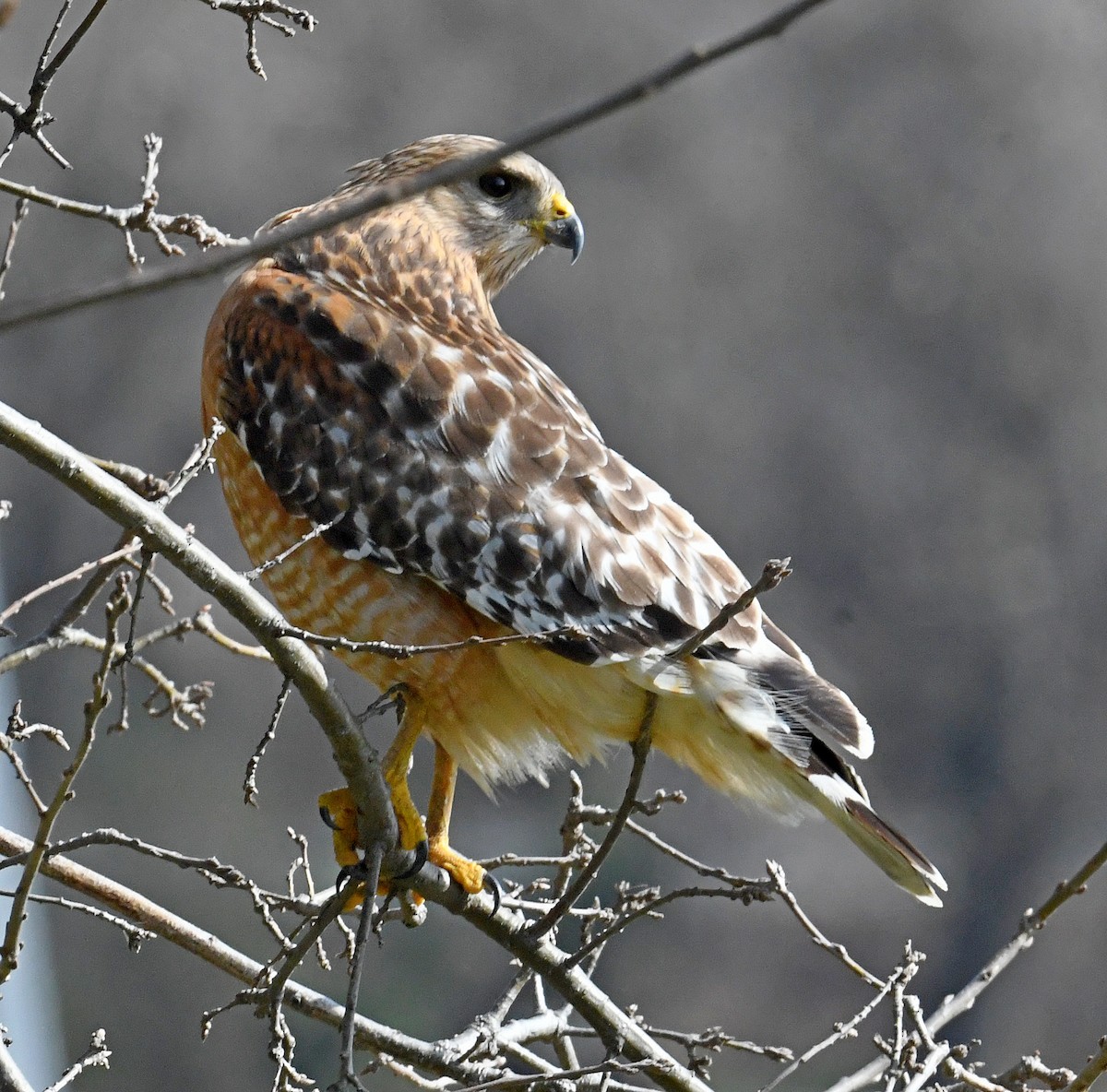 Red-shouldered Hawk - ML545874351