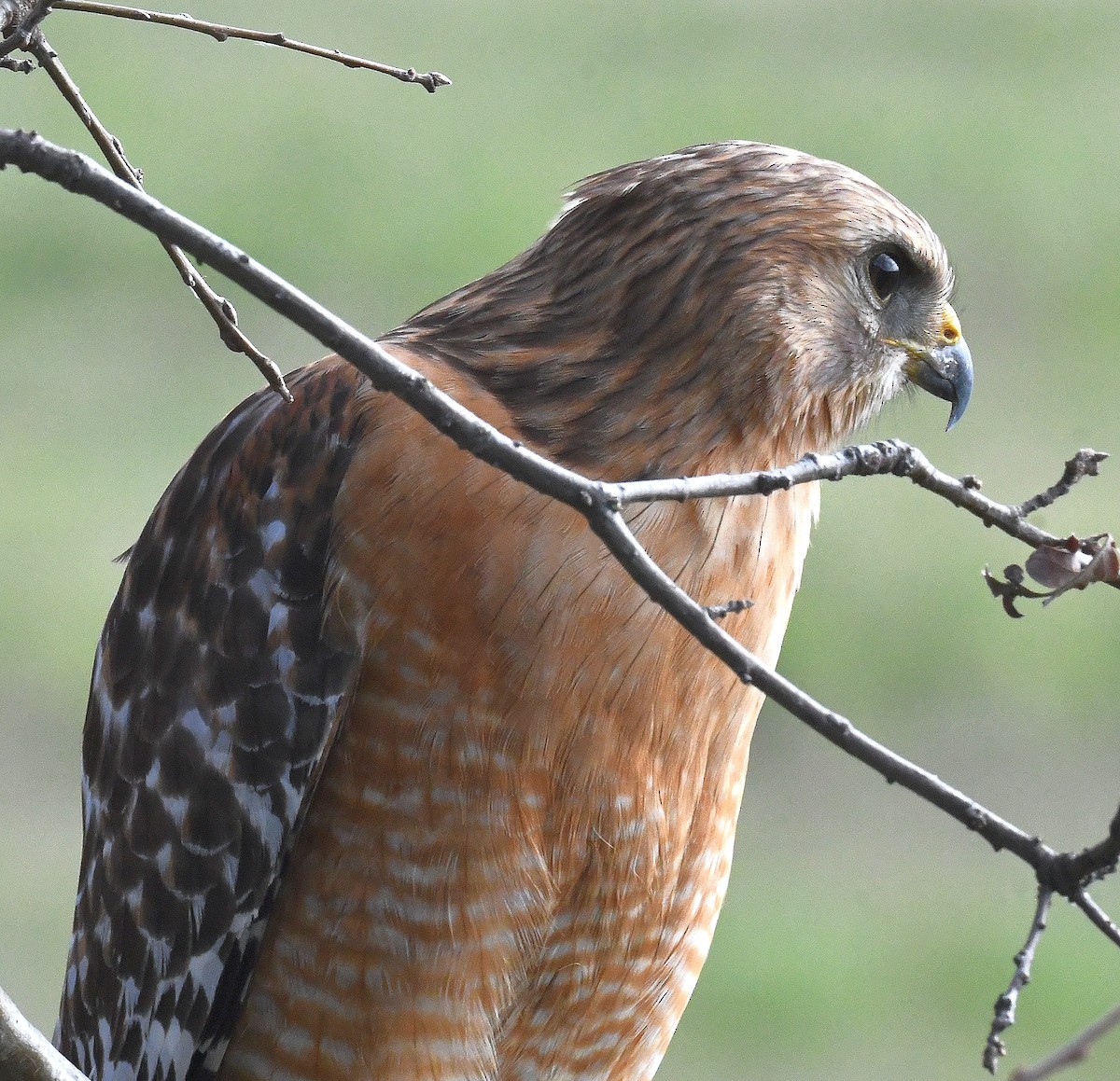 Red-shouldered Hawk - ML545874421