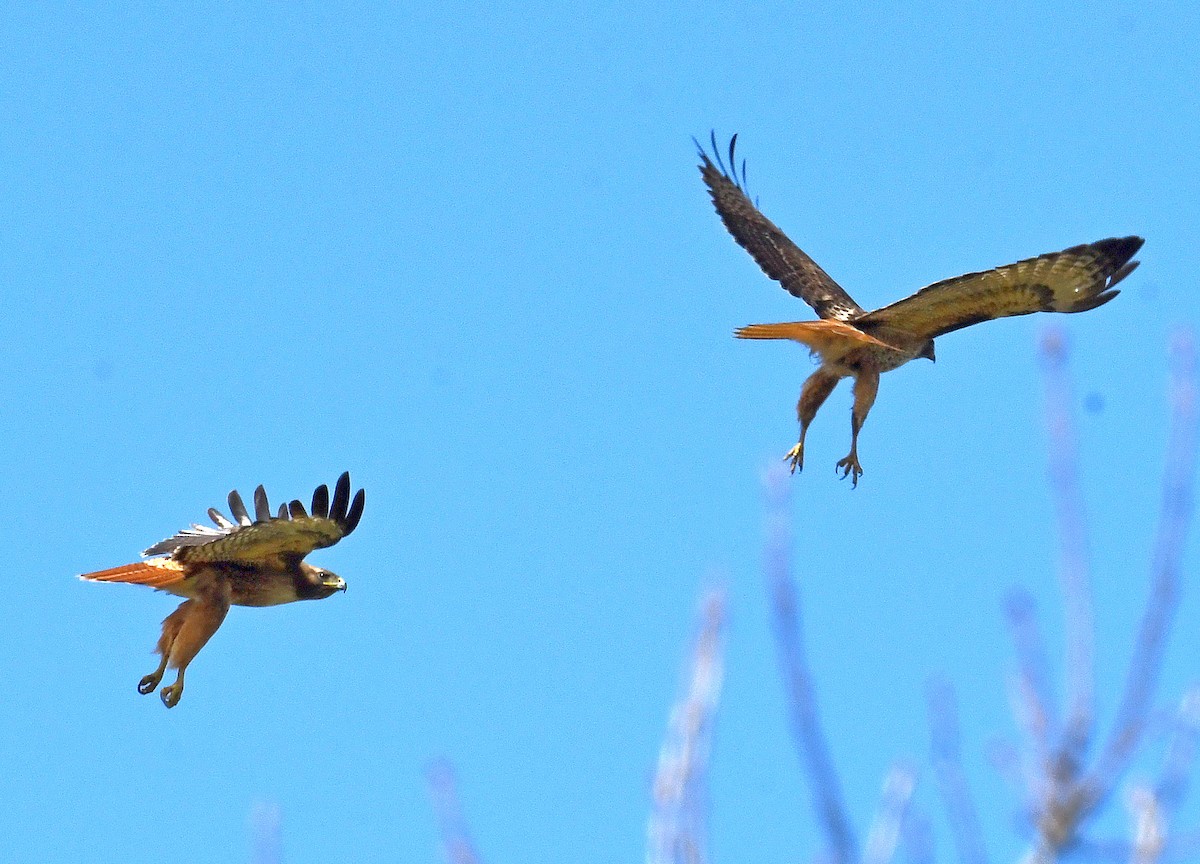 Red-tailed Hawk - Daniel Murphy