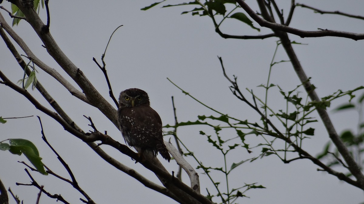 Ferruginous Pygmy-Owl - Aurelio Molina Hernández